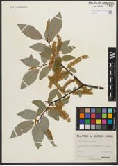 Foto von Salix pyrifolia Andersson